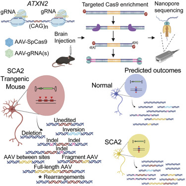 Fig. 1. Targeted long-read sequencing captures CRISPR editing and AAV integration outcomes in brain. (Simpson et al., 2023)